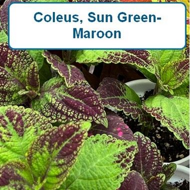Coleus, Sun - Green-Maroon
