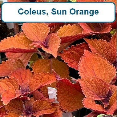 Coleus, Sun - Orange