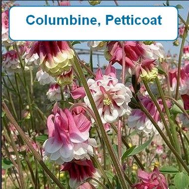 Columbine, Petticoat