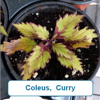 Coleus, Curry