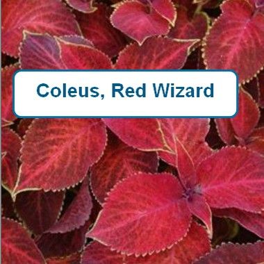 Coleus, Red Wizard