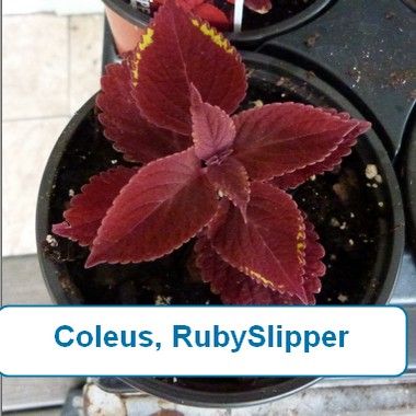 Coleus, Ruby Slipper