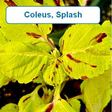 Coleus, Splash