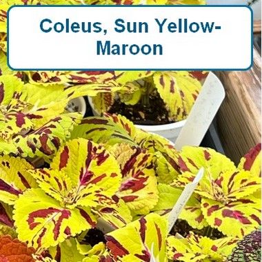 Coleus, Sun - Yellow-Maroon