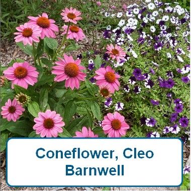 Coneflower, Cleo Barnwell