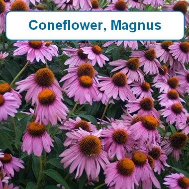 Coneflower, Magnus