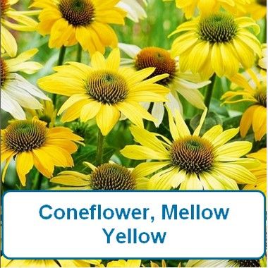 Coneflower, Mellow Yellow