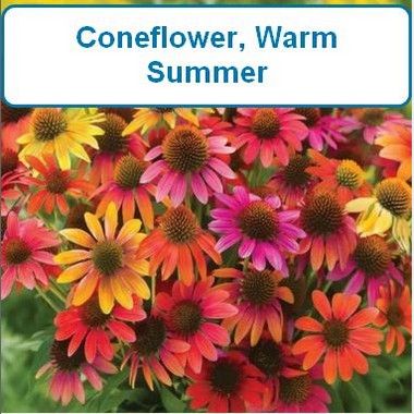 Coneflower, Warm Summer