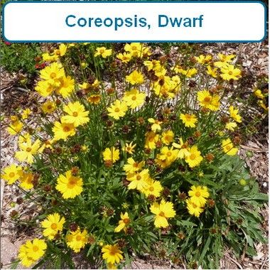 Coreopsis, Dwarf Nana
