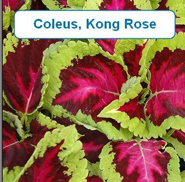 Coleus, Kong Rose