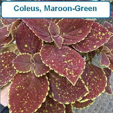 Coleus, Maroon-green
