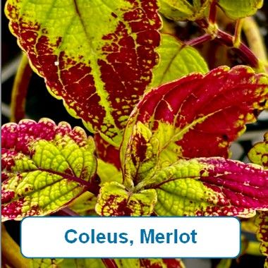 Coleus, Merlot