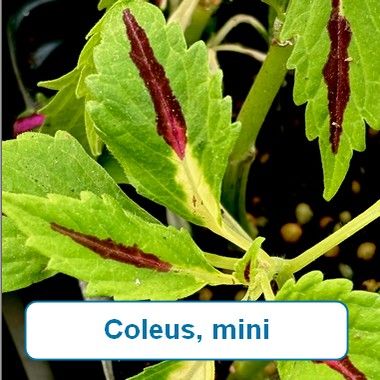 Coleus, mini