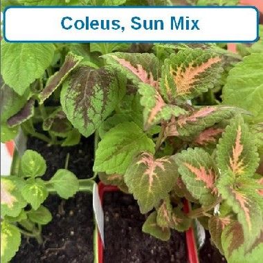 Coleus, Sun Mix
