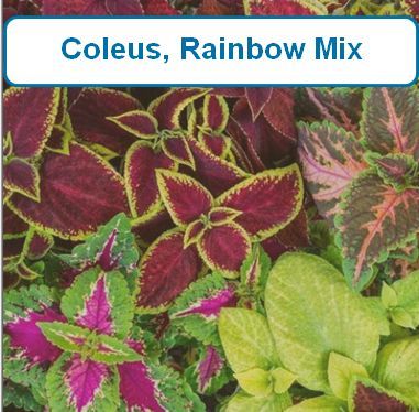 Coleus, Rainbow Mix