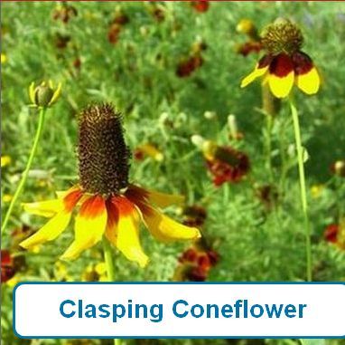 Coneflower, Clasping