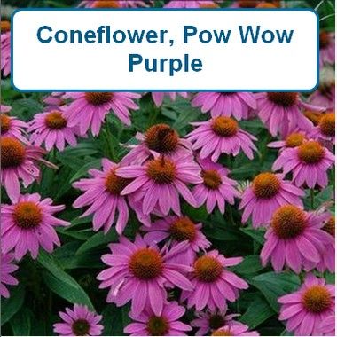 Coneflower, Pow Wow Purple