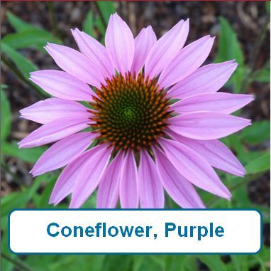 Coneflower, purple(echinacea)