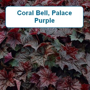 Coral Bell, Palace purple