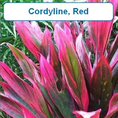 Cordyline, Red