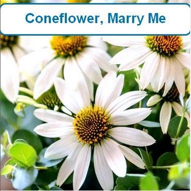 Coneflower, Marry Me