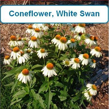 Coneflower, White Swan