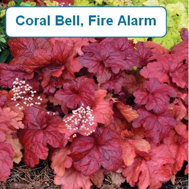 Coral Bell, Fire Alarm