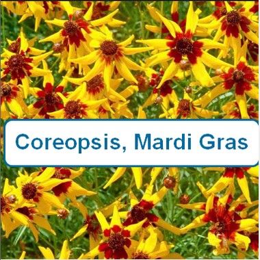 Coreopsis, Mardi Gras