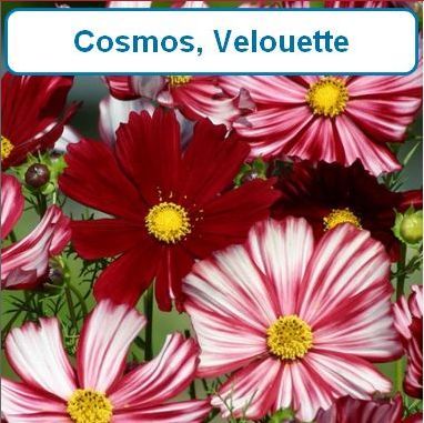 Cosmos, Velouette