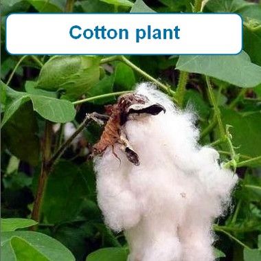 Cotton plant