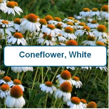 Coneflower, White
