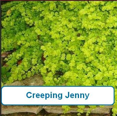 Creeping Jenny