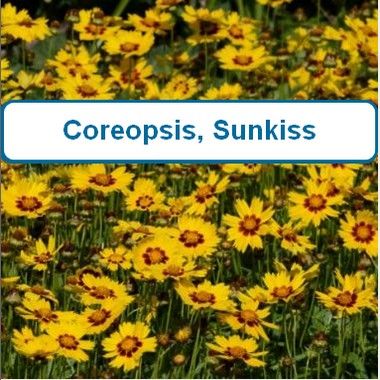 Coreopsis, Sunkiss