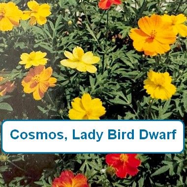 Cosmos, Lady Bird Dwarf