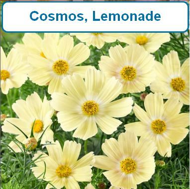 Cosmos, Lemonade