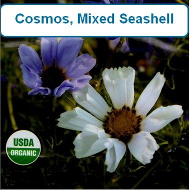 Cosmos, Mixed Seashell