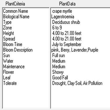 Crepe Myrtle Dwarf, pink