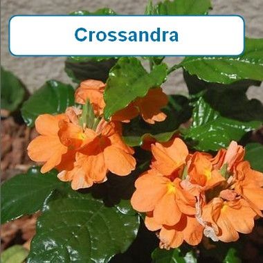 Crossandra