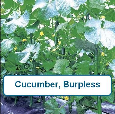 Cucumber, Burpless