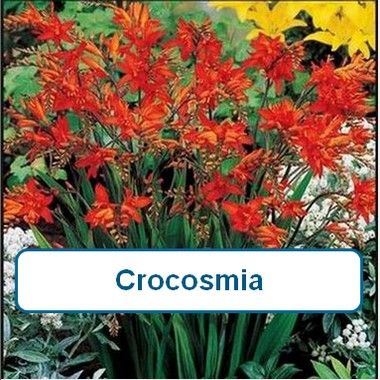 Crocosmia