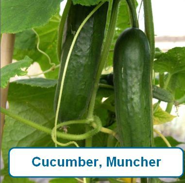 Cucumber, Muncher