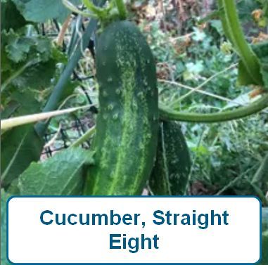 Cucumber, Straight 8