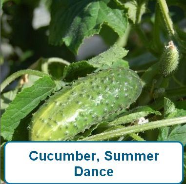 Cucumber, Summer Dance