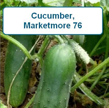 Cucumber, MarketMore 76