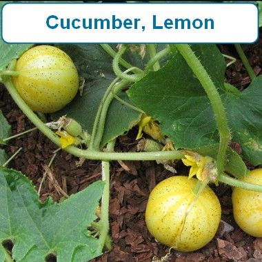 Cucumber, Lemon