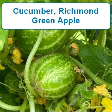 Cucumber, Richmond Green Apple