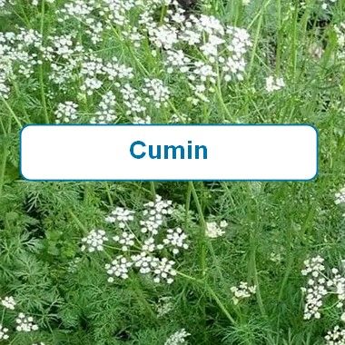 Cumin