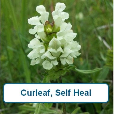 Cut-Leaved Selfheal