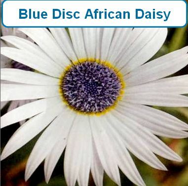 Daisy, African Blue Disc