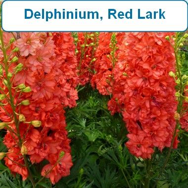 Delphinium, Red Lark